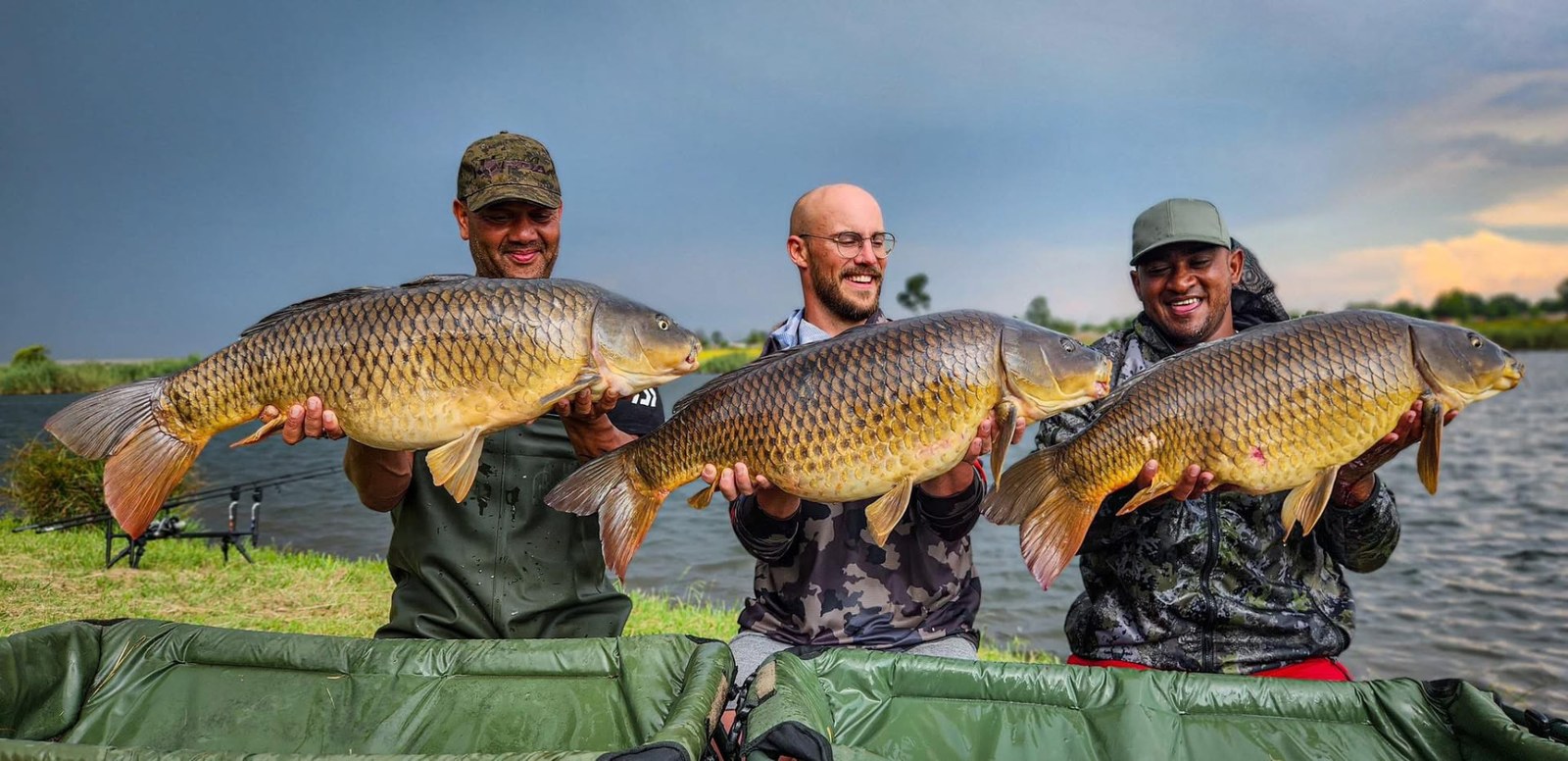 Three anglers each holding a large common carp by the water