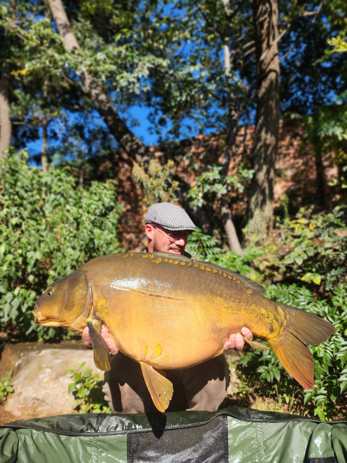 The 15,3 kg mirror carp held up under the trees
