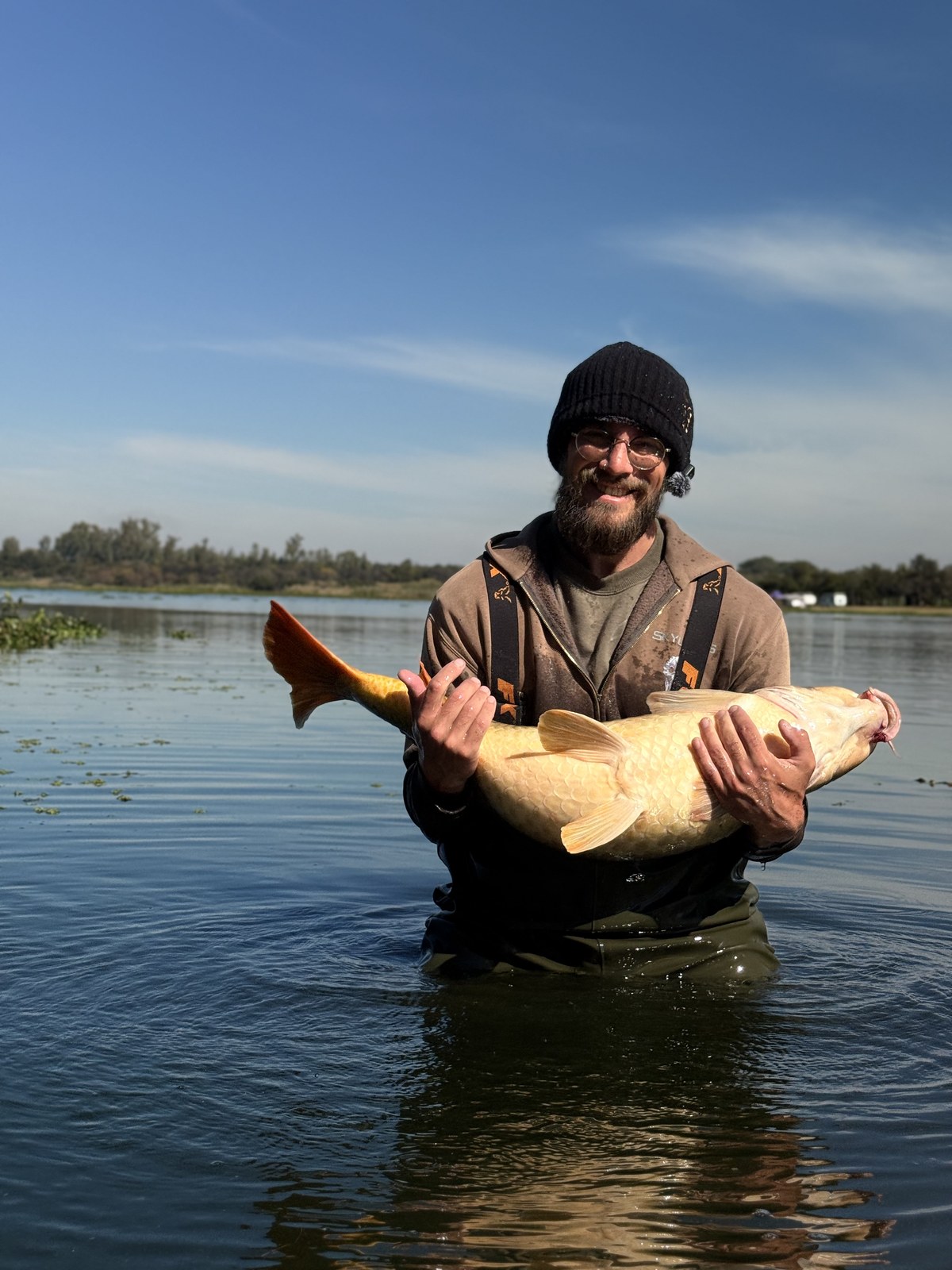Angler standing in the shallows holding a golden common carp