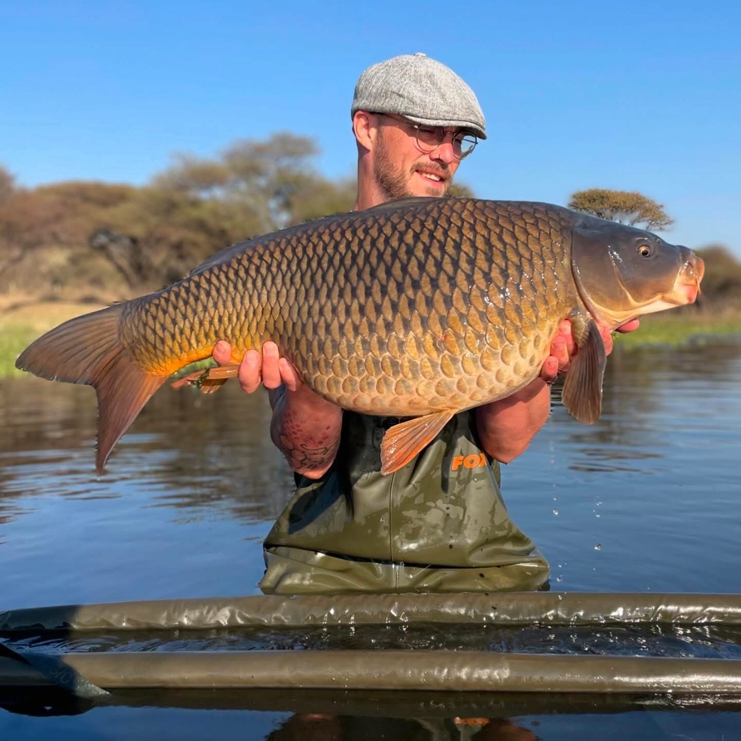 Angler with a large common carp resting on the cradle