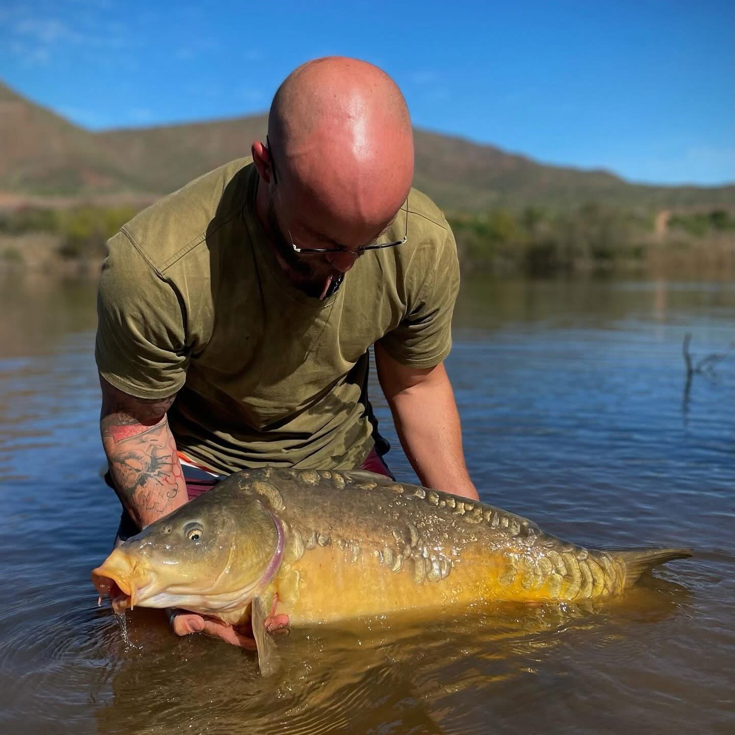Angler releasing a large carp back into the shallows