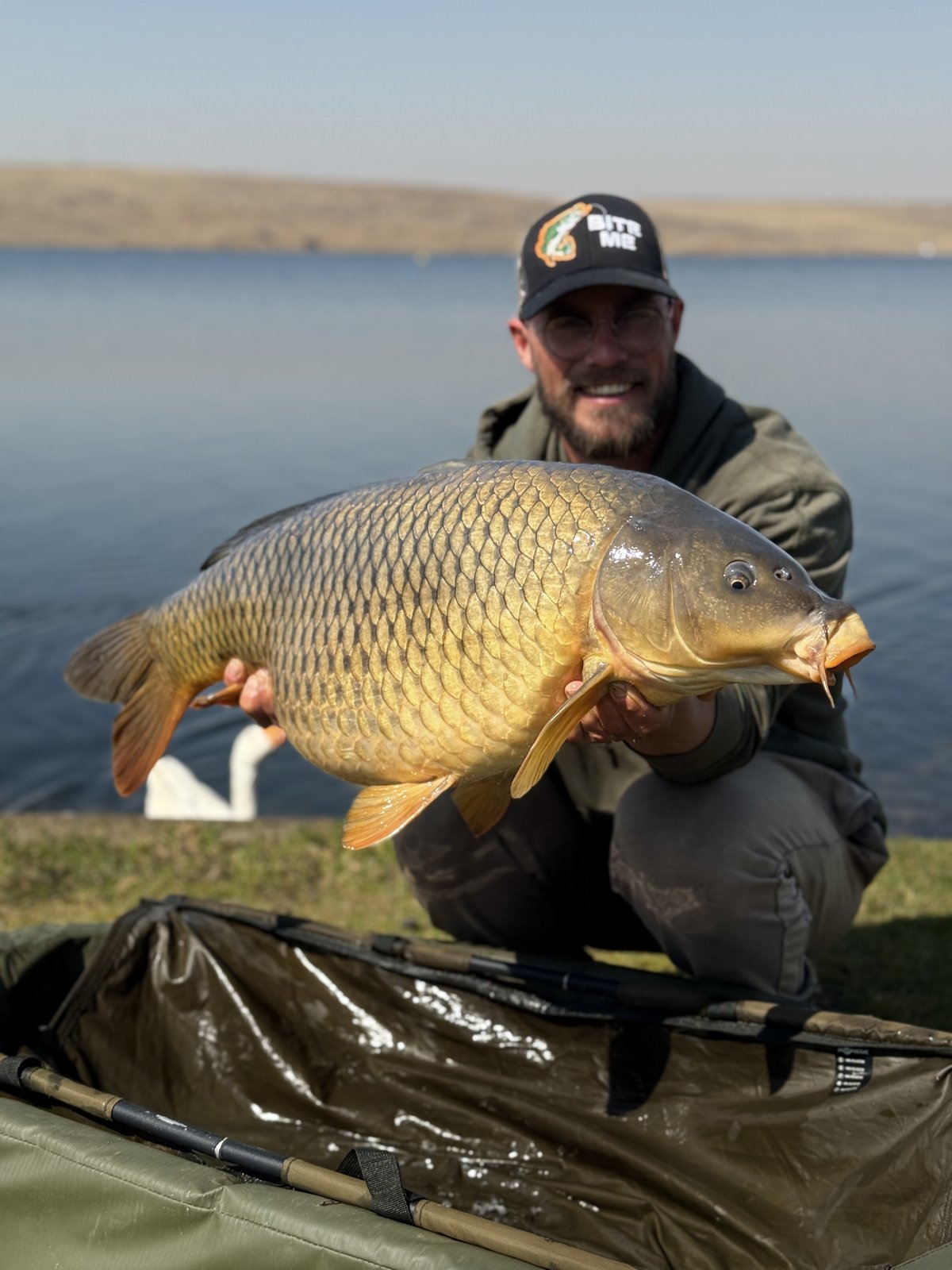 Specimen common carp held above the unhooking mat