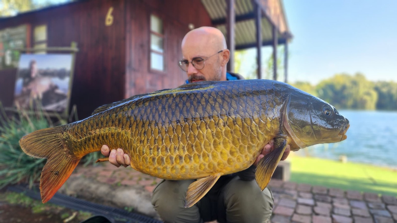Another golden common carp from Aqua Paradiso