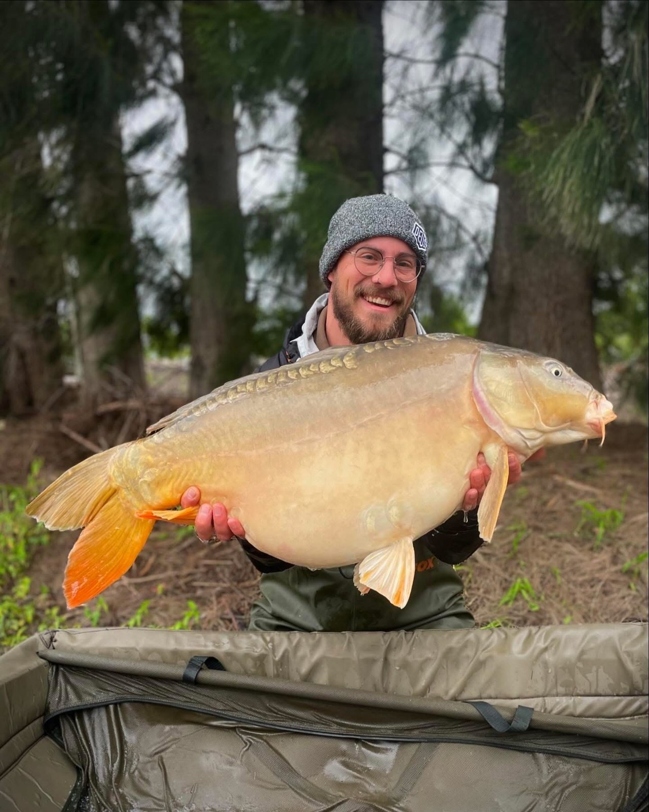 Angler holding a large pale mirror carp over the cradle