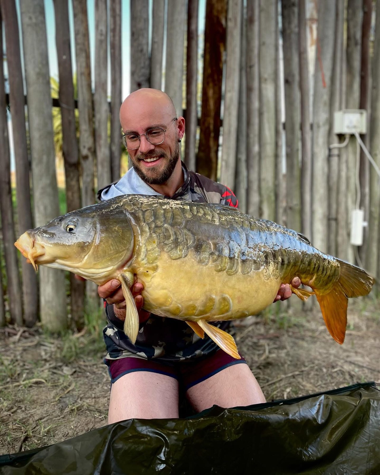 Angler holding a big mirror carp by a wooden fence