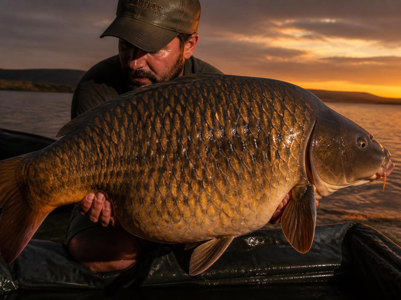 Specimen common carp held at sunset
